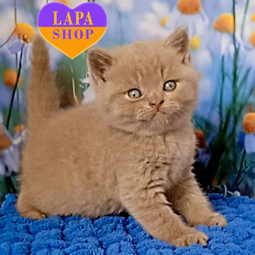 Picasso — величественный британский короткошерстный котик ждет своей семьи