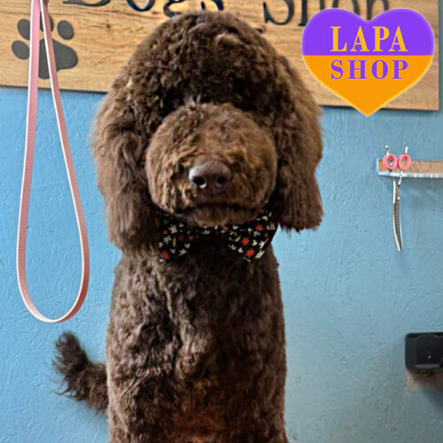 Очаровательный мальчик породы стандартный пудель в коричневой шубке