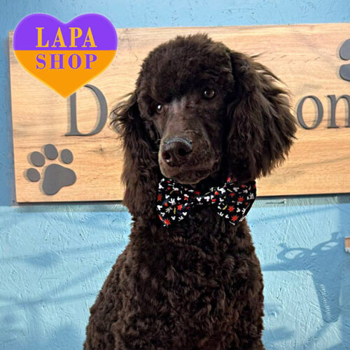 Коричневый красавец породы стандартный пудель