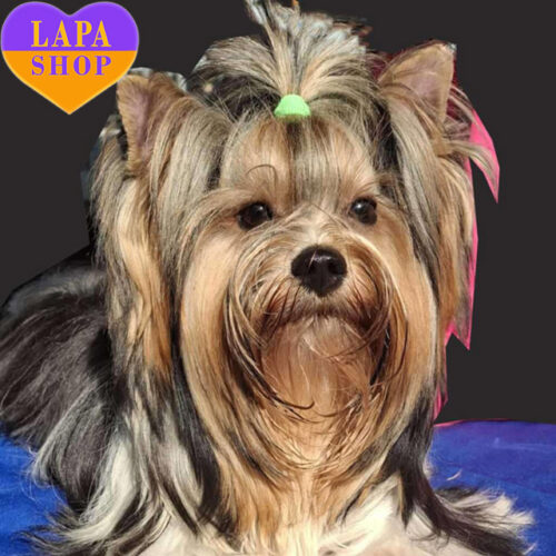 Принц - мальчик породы бивер йоркширский терьер