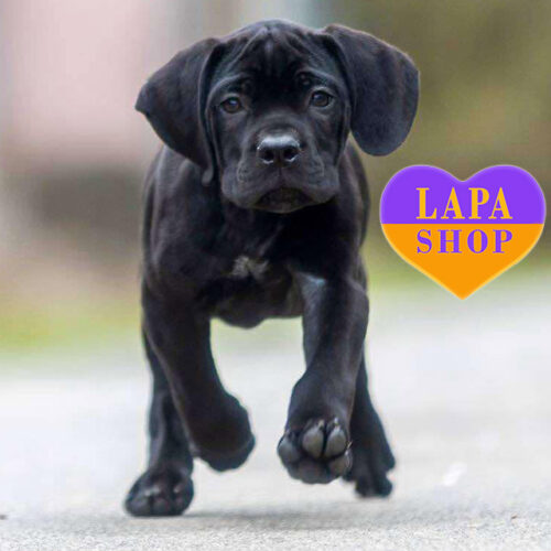 Черный мальчик породы кане корсо Rados ждет свою семью