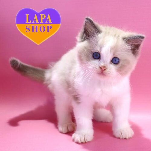 Dimash is a Ragdoll Kitten in a Blue Bicolour Fur Coat