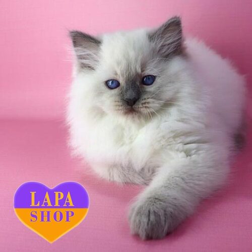 Handsome Ragdoll Kitten Efim