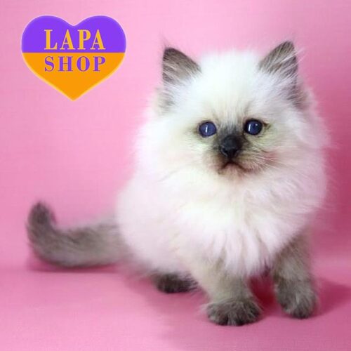 Felix is ​​a Charming Ragdoll Kitten