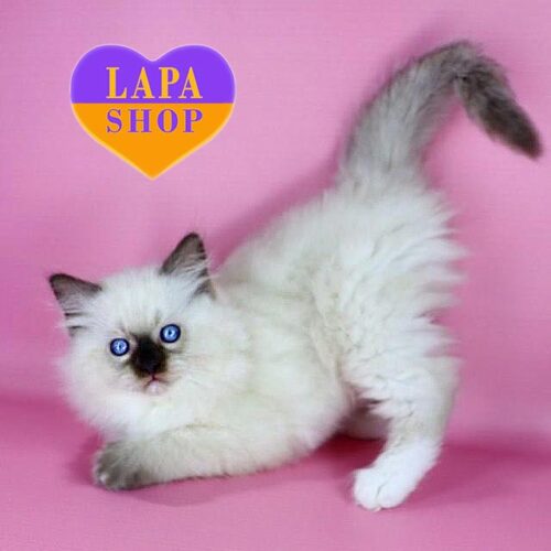 Graceful Ragdoll Kitten Philip