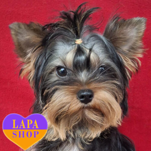 Рафаель — красавец породы йоркширский терьер