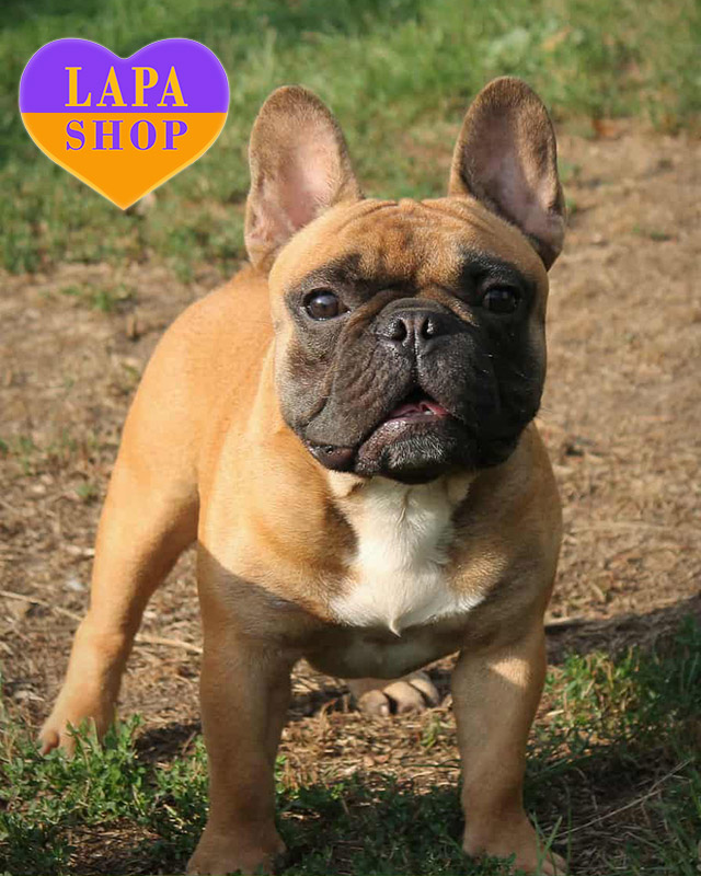 червоний французький бульдог