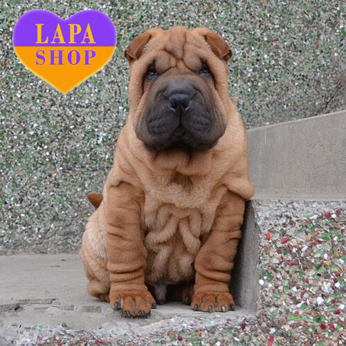 Мальчик Rik породы шарпей рыжего окраса