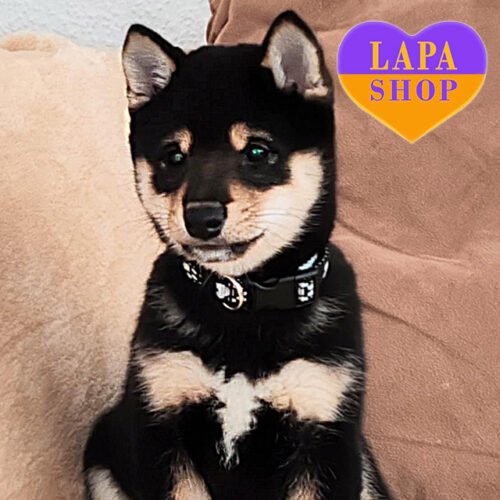 Rikko — Charming Handsome Shiba Inu (Mameshiba)