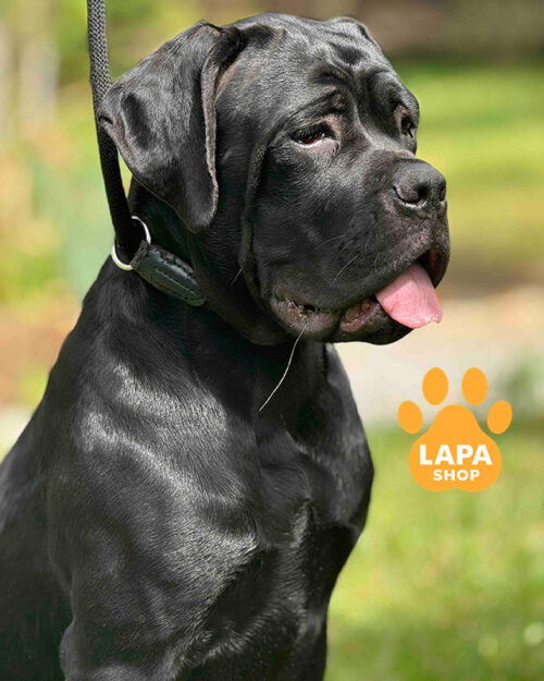 чорний кане корсо