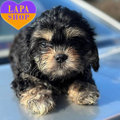 Sapphire — Charming Cavalier King Charles Spaniel Boy