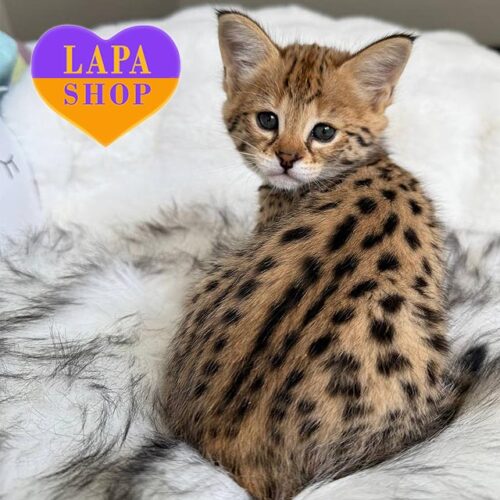 Aurora — уникальная кошечка с дикой грацией в образе нежной королевы из первого поколения саванн F1