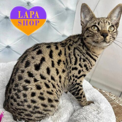 Michelle — невероятно красивая кошечка породы саванна F2 в роскошной пятнистой шубке