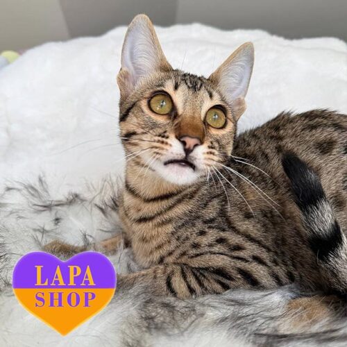 Красавчик породы саванна F6 Rio — ваш будущий любимец