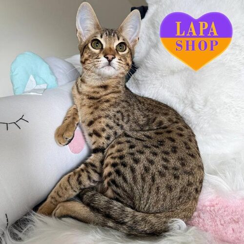 Rocco — очаровательный котенок породы саванна F6 с шармом дикой природы