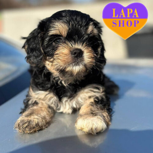 Sam — Handsome Cavalier King Charles Spaniel Boy