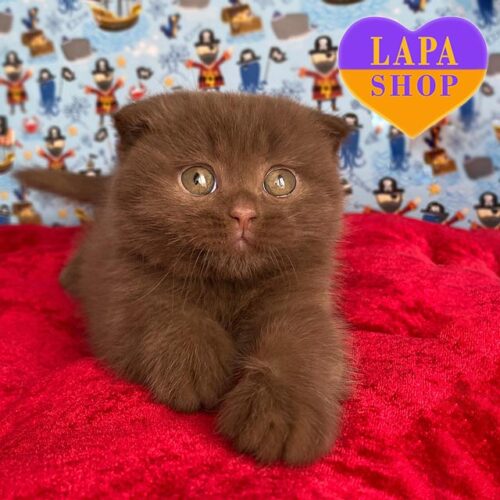 Alf — милый вислоухий шотландский котенок в роскошной шубке окрасом циннамон