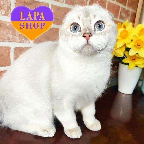 Розкішний висловухий шотландський котик з чарівними блакитними очима та ніжною шубкою Ryan