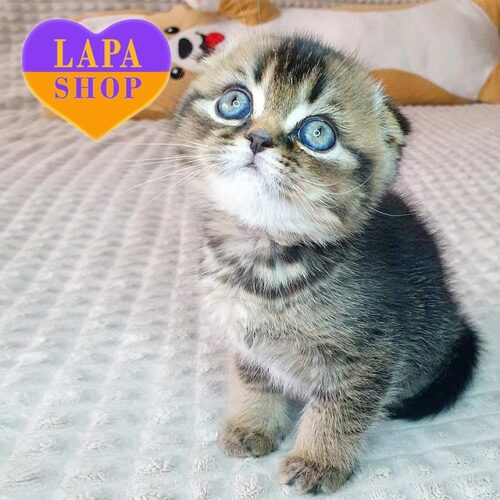 Knopyk is a Cute Scottish Fold Kitten With Gorgeous Eyes