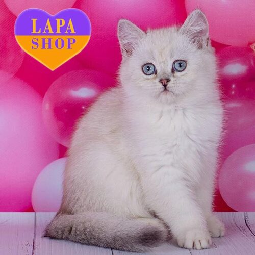 Richard — шотландский красавчик в роскошной шубке