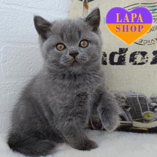 Summer — утонченная шотландская красавица в роскошной голубой шубке