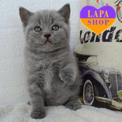 Очаровательный шотландский котенок изящного голубого окраса Sven