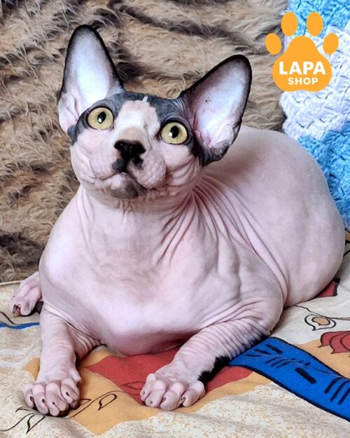 чорний ван канадський сфінкс