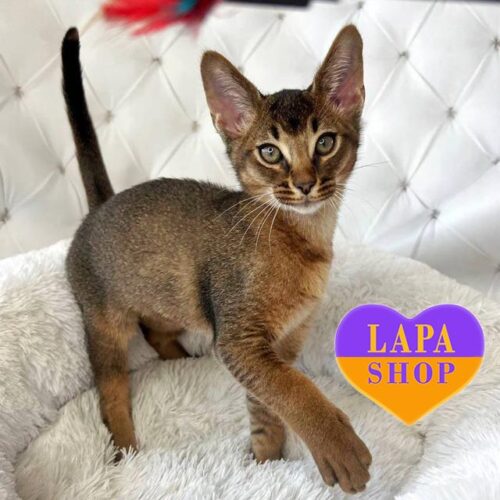 Очаровательный котенок породы чаузи F4 Rufus