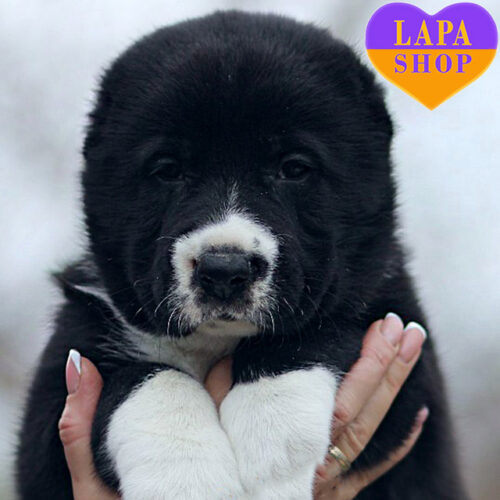 Shabuti — Large Beauty of Central Asian Shepherd (Alabai) Breed with Black and White Coloring