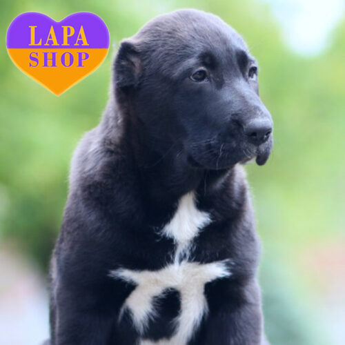 Sharmel — Black and White Girl of Central Asian Shepherd (Alabai) Breed