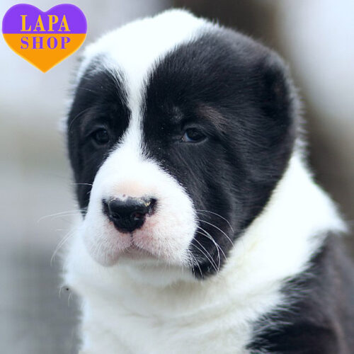 Sharmin — Lady of Central Asian Shepherd (Alabai) Breed With White and Black Coat