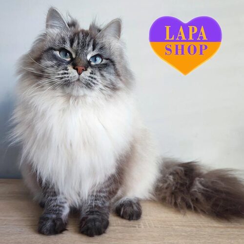 Милая сибирская кошечка с глазами цвета неба Lada — ваша будущая любимица