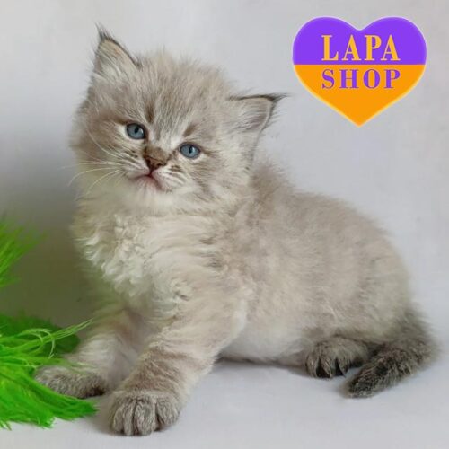 Xander — очаровательный сибирский котенок