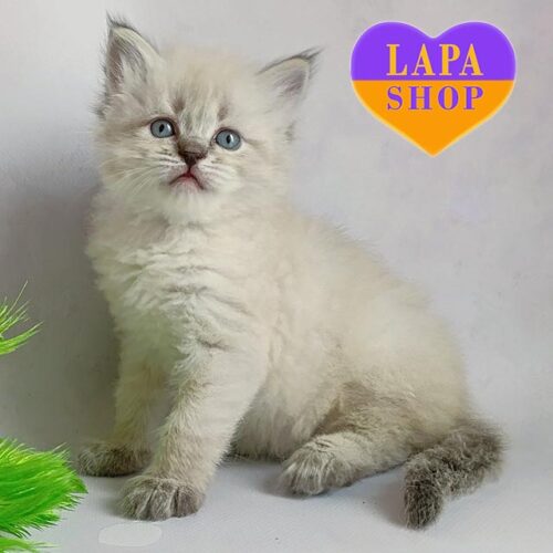 Сибирский красавчик Xavier — ваш будущий любимец