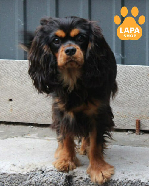 чорний підпалий кавалер кінг чарльз спанієль