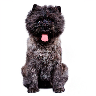 Керн тер'єр