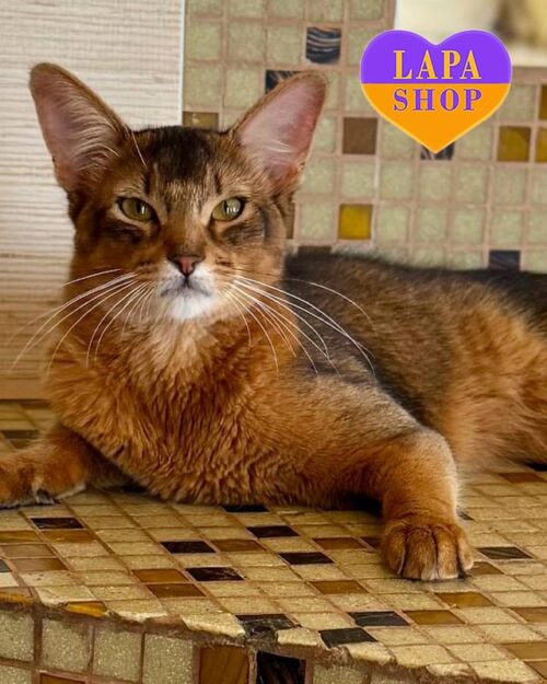 абісинець дикого забарвлення