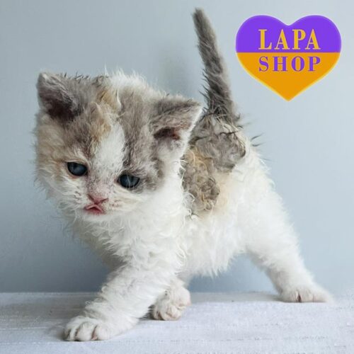 Чарівна кішечка породи селкірк-рекс в розкішній кучерявій шубці Bella