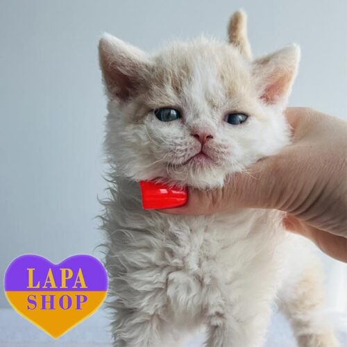 Bob — красавчик породы селкирк-рекс нежного окраса