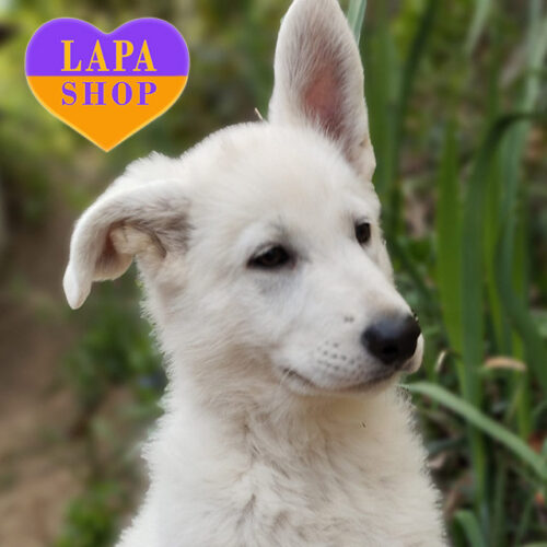 Гарний хлопчик породи біла швейцарська вівчарка — ваш майбутній улюбленець