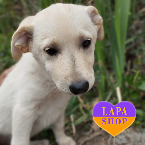 Чарівна леді породи біла швейцарська вівчарка