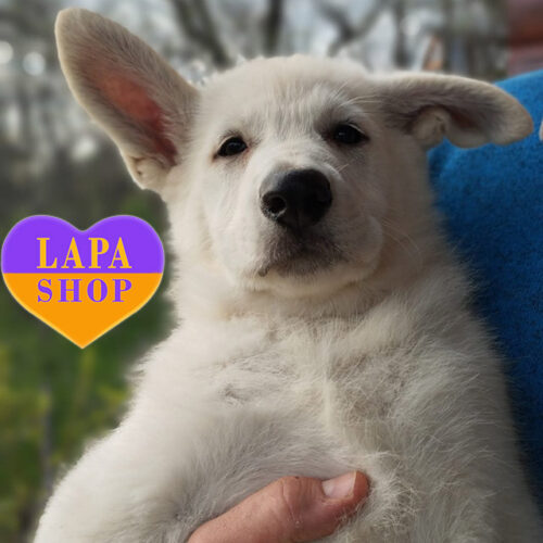 Граційний красень породи біла швейцарська вівчарка