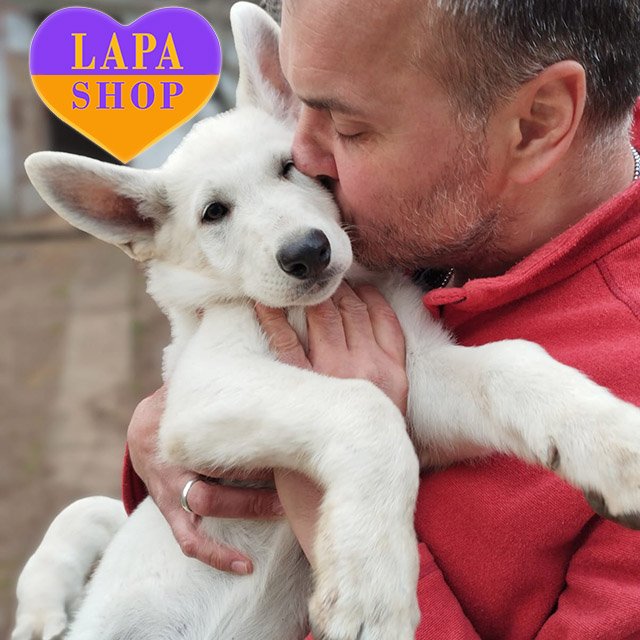 Милий джентельмен породи біла швейцарська вівчарка чекає на свою родину