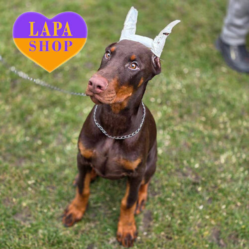 Очаровательный красавец Sydney породы доберман от титулованных родителей