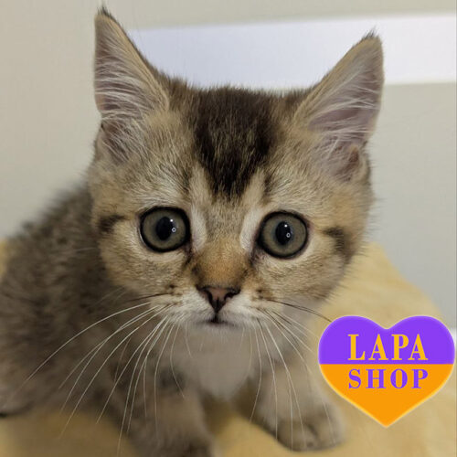 Очаровательная шотландская красавица Tiana