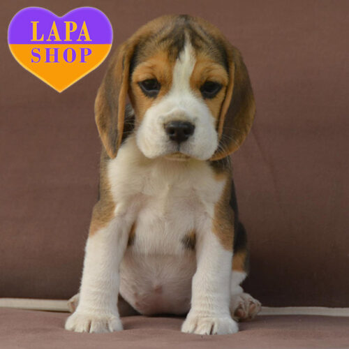 Триколорная девочка породы бигль Tinker