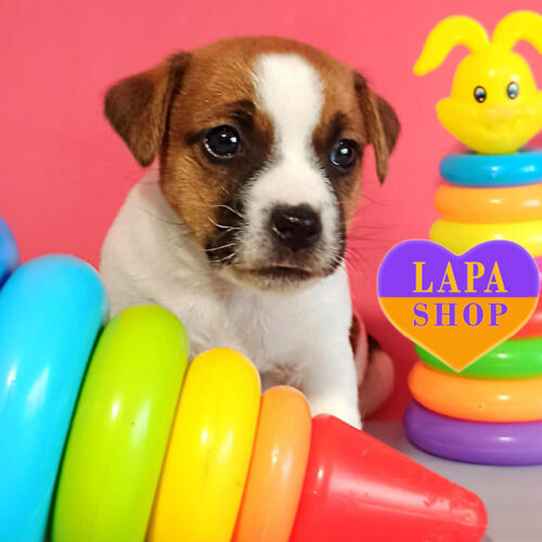 Рыже-белая девочка породы джек-рассел-терьер Undine Drive