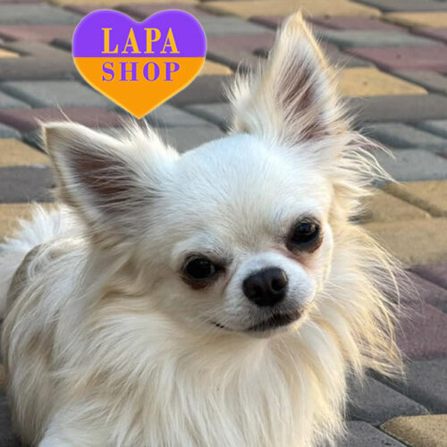 Unicum — White Long-Haired Handsome Boy of Chihuahua Breed