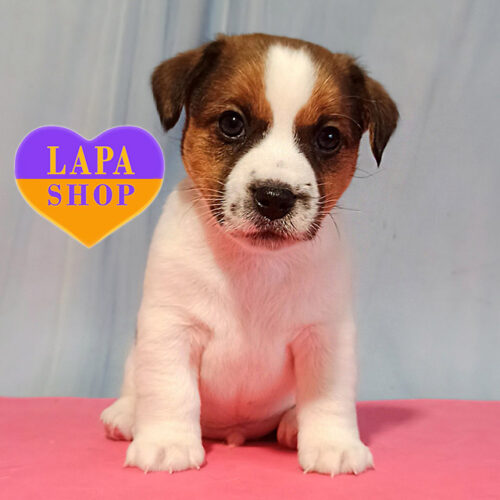 Unicum Born – мальчик породы джек-рассел-терьер триколорного окраса