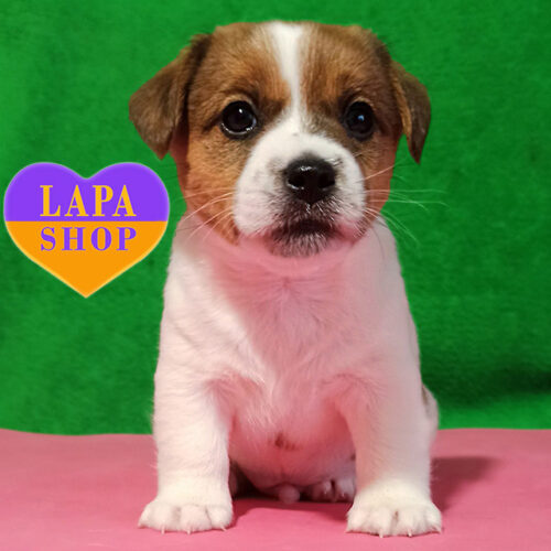 Urfus Rufus – бело-рыжий мальчик породы джек-рассел-терьер